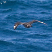 South Polar Skua